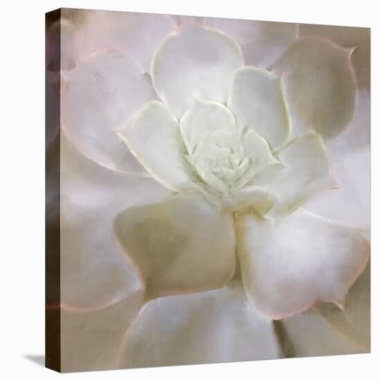 Succulent 2-Kimberly Allen-Stretched Canvas