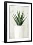 Succulent 2-Kimberly Allen-Framed Art Print