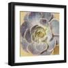 Succulent Aeonium-null-Framed Art Print