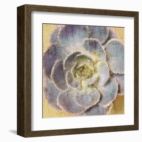 Succulent Aeonium-null-Framed Art Print