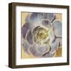 Succulent Aeonium-null-Framed Art Print
