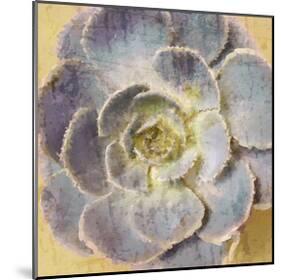 Succulent Aeonium-null-Mounted Art Print