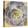 Succulent Aeonium-null-Stretched Canvas