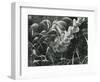 Succulent and Plants, 1949-Brett Weston-Framed Photographic Print