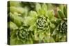 Succulent Array-Erin Berzel-Stretched Canvas