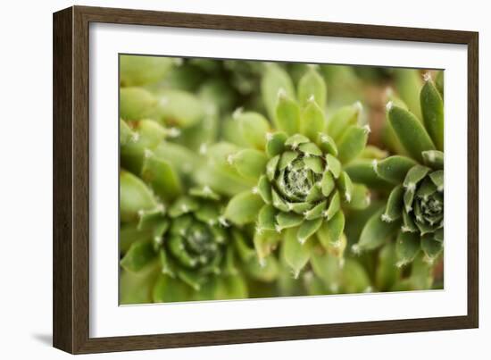 Succulent Array-Erin Berzel-Framed Photographic Print