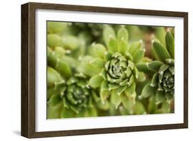 Succulent Array-Erin Berzel-Framed Photographic Print