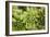 Succulent Array-Erin Berzel-Framed Photographic Print