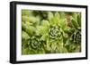 Succulent Array-Erin Berzel-Framed Photographic Print