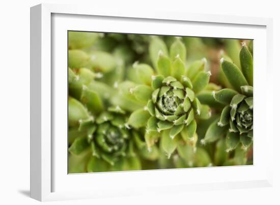 Succulent Array-Erin Berzel-Framed Photographic Print