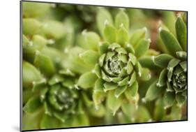 Succulent Array-Erin Berzel-Mounted Photographic Print