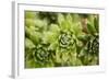 Succulent Array-Erin Berzel-Framed Photographic Print