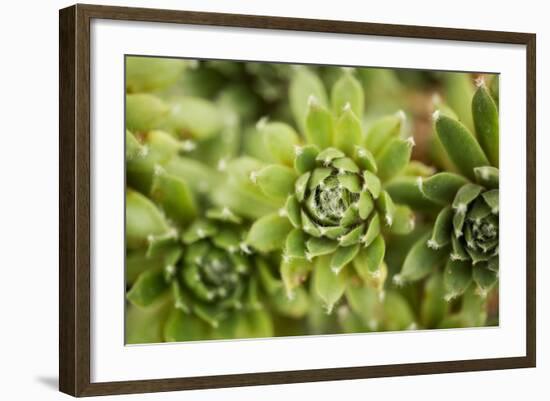 Succulent Array-Erin Berzel-Framed Photographic Print