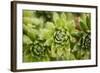 Succulent Array-Erin Berzel-Framed Photographic Print