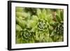 Succulent Array-Erin Berzel-Framed Photographic Print