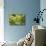 Succulent Array-Erin Berzel-Mounted Photographic Print displayed on a wall