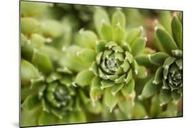 Succulent Array-Erin Berzel-Mounted Photographic Print