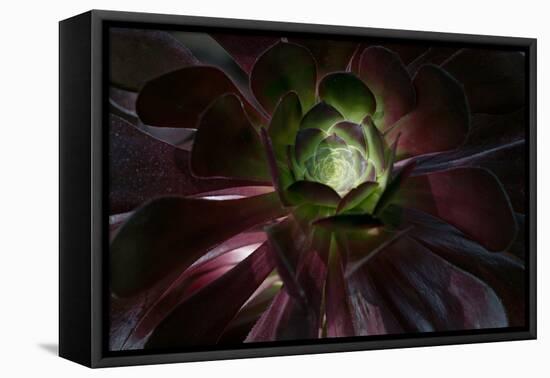 Succulent at Sunset-Howard Ruby-Framed Stretched Canvas