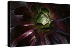 Succulent at Sunset-Howard Ruby-Stretched Canvas