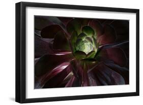 Succulent at Sunset-Howard Ruby-Framed Photographic Print