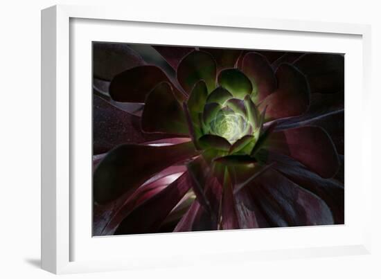 Succulent at Sunset-Howard Ruby-Framed Photographic Print