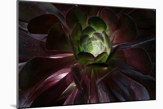 Succulent at Sunset-Howard Ruby-Mounted Photographic Print