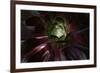 Succulent at Sunset-Howard Ruby-Framed Photographic Print