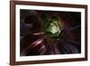 Succulent at Sunset-Howard Ruby-Framed Photographic Print