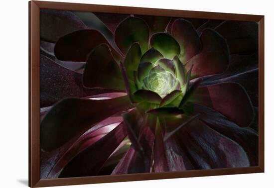 Succulent at Sunset-Howard Ruby-Framed Photographic Print