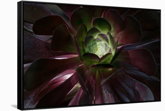 Succulent at Sunset-Howard Ruby-Framed Stretched Canvas