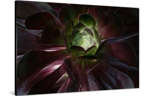 Succulent at Sunset-Howard Ruby-Stretched Canvas