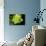 Succulent Blossom I-Erin Berzel-Photographic Print displayed on a wall