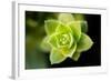 Succulent Blossom I-Erin Berzel-Framed Photographic Print