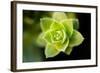 Succulent Blossom I-Erin Berzel-Framed Photographic Print