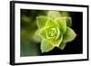 Succulent Blossom I-Erin Berzel-Framed Photographic Print