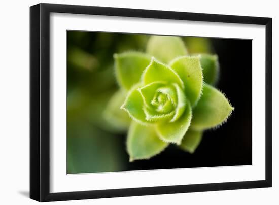 Succulent Blossom I-Erin Berzel-Framed Photographic Print