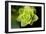 Succulent Blossom I-Erin Berzel-Framed Photographic Print