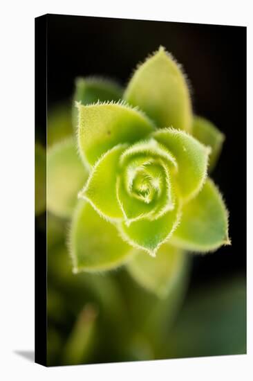 Succulent Blossom II-Erin Berzel-Stretched Canvas