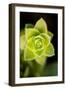 Succulent Blossom II-Erin Berzel-Framed Photographic Print