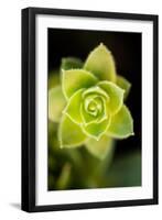 Succulent Blossom II-Erin Berzel-Framed Photographic Print