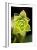 Succulent Blossom II-Erin Berzel-Framed Photographic Print