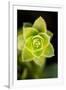 Succulent Blossom II-Erin Berzel-Framed Photographic Print