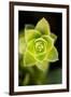 Succulent Blossom II-Erin Berzel-Framed Photographic Print