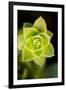 Succulent Blossom II-Erin Berzel-Framed Photographic Print