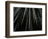 Succulent, California, c. 1985-Brett Weston-Framed Photographic Print