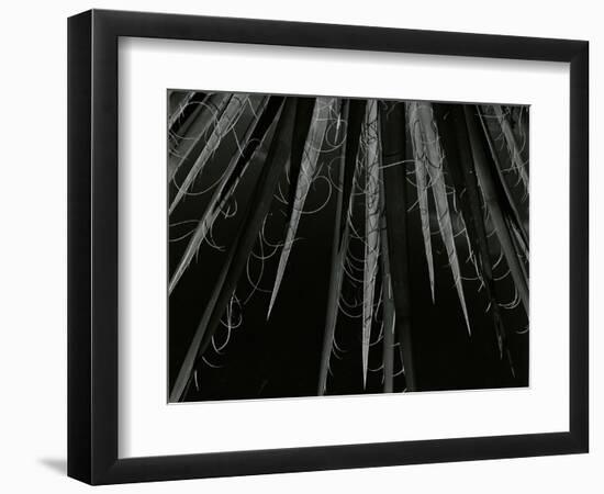 Succulent, California, c. 1985-Brett Weston-Framed Photographic Print