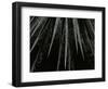 Succulent, California, c. 1985-Brett Weston-Framed Photographic Print