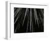 Succulent, California, c. 1985-Brett Weston-Framed Photographic Print