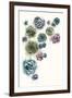 Succulent Cluster II-Grace Popp-Framed Art Print
