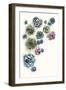 Succulent Cluster II-Grace Popp-Framed Art Print